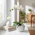 Krem Phalaenopsis w doniczce ceramicznej 33cm | Floristik24.pl