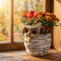 Sowa do sadzenia biała 23cm | Floristik24.pl