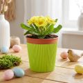 Mankiety plisowane do donic jasnozielone 14,5cm 100 sztuk | Floristik24.pl