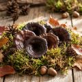 Kalix Grzyb Naturalny Lakierowany Suchy Dekoracja Grzybów Duży 50 szt | Floristik24.pl
