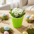 Mankiety plisowane jasnozielone 10,5cm 100 szt | Floristik24.pl