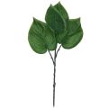 Floristik24 Filodendron sztuczne drzewko przyjaciel sztuczne rośliny zielone 39cm