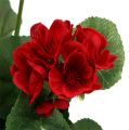 Floristik24 Krzew geranium czerwony 36cm