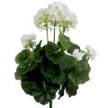 Floristik24 Krzew geranium biały 38cm