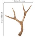 Sztuczne poroże, realistyczne, rustykalne, 32 cm | Floristik24.pl
