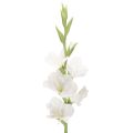 Floristik24 Sztuczny mieczyk, długa łodyga, do wazonów, 88 cm