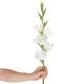 Sztuczny mieczyk, długa łodyga, do wazonów, 88 cm | Floristik24.pl