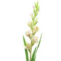 Floristik24 Gladiolus Biały 93cm