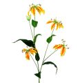 Floristik24 Gałąź Gloriosa pomarańczowo-żółta 90cm 1szt