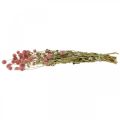Floristik24 Kulka Amarant, Gomphrena Globosa, Kwiat Letni, Kwiat Suchy Różowy L49cm 50g