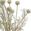 Floristik24 Suche trawy Sztuczna trawa pampasowa Allium krem, beż W60cm