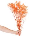 Bukiet suszonych kwiatów gipsówki 75cm 100g | Floristik24.pl