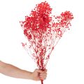 Suszony gips (Gypsophila) pęczek 75cm 100g | Floristik24.pl