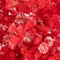 Suszony gips (Gypsophila) pęczek 75cm 100g | Floristik24.pl
