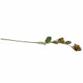 Gałązka orzecha laskowego zielona/brązowa 84cm | Floristik24.pl