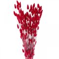 Floristik24 Króliczy Ogon Trawa Lagurus Suszona Czerwona 60cm 50g