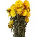 Floristik24 Kwiaty suszone truskawkowe żółte, pęczek dekoracyjny 75g