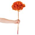 Hortensja, konserwowana i barwiona, duży kwiat z długą łodygą, 60 cm | Floristik24.pl