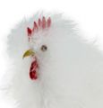 Floristik24 Zestaw Deco Para kurczaków 13cm i 15cm Biały