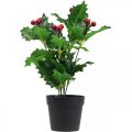 Floristik24 Ostrokrzew w doniczce sztuczne rośliny Ilex sztuczny 26cm