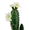 Floristik24 Kaktus w doniczce z kwiatem 21cm Biały