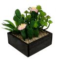 Floristik24 Kaktus z kwiatkiem 14cm w drewnianym pudełku