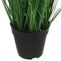 Floristik24 Sztuczna turzyca w doniczce z kolcami Carex sztuczna roślina 98cm