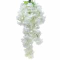 Floristik24 Gałąź kwiatu wiśni z 5 gałęziami, biała, sztuczna, 75 cm
