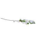 Floristik24 Gałązka kwiatu wiśni biała sztuczna 103 cm