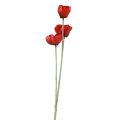 Floristik24 Sztuczne kwiaty maku czerwonego 50cm