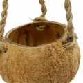 Floristik24 Wisząca miska kokosowa, naturalna miska roślinna, kosz wiszący Ø8cm L55cm