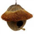 Floristik24 Kokos jako budka lęgowa, domek dla ptaków do powieszenia, dekoracja kokosowa Ø16cm L46cm