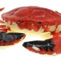 Floristik24 Deco Crab Red 25cm