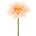 Floristik24 Sztuczne kwiaty gerbery morelowe 47cm 6szt