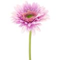 Floristik24 Sztuczne kwiaty ogrodowe Gerbera, fioletowe, 47 cm, 6 sztuk
