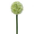 Floristik24 Sztuczny Allium Biały Ø10cm L65cm