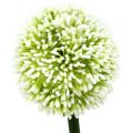 Floristik24 Sztuczny Allium Biały Ø10cm L65cm