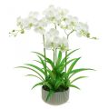 Floristik24 Sztuczne storczyki sztuczne kwiaty w białej doniczce 60cm