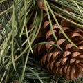 Sztuczny wianek z gałązek sosnowych i szyszek 60 cm | Floristik24.pl