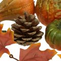 Floristik24 Dekoracyjne dyniowe szyszki jesienne liście zestaw dekoracji jesiennych 5-11cm