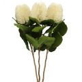 Floristik24 Sztuczne kwiaty, Banksia, Proteaceae Kremowy dł.58cm wys.6cm 3szt