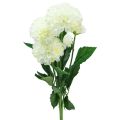 Floristik24 Kwiaty sztuczne dalie ozdobne sztuczne białe 50cm