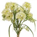 Floristik24 Kwiaty sztuczne białe allium dekoracja cebule ozdobne 34cm 3szt w pęczku