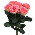 Floristik24 Róża sztuczna nadziewana Kremowa, Różowa Ø6cm L37cm 6szt.