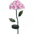 Floristik24 Kwiat solarny, dekoracja ogrodowa LED, dekoracyjna chryzantema różowa L55cm Ø15cm