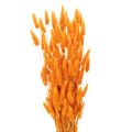 Floristik24 Bukiet trawy aksamitnej Lagurus, suszony, 70 cm, 100g