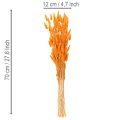 Bukiet trawy aksamitnej Lagurus, suszony, 70 cm, 100g | Floristik24.pl