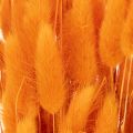 Bukiet trawy aksamitnej Lagurus, suszony, 70 cm, 100g | Floristik24.pl