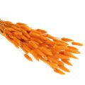 Bukiet trawy aksamitnej Lagurus, suszony, 70 cm, 100g | Floristik24.pl