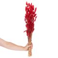 Suszony bukiet Lagurus, dekoracja z suszonych kwiatów, 70cm, 100g | Floristik24.pl